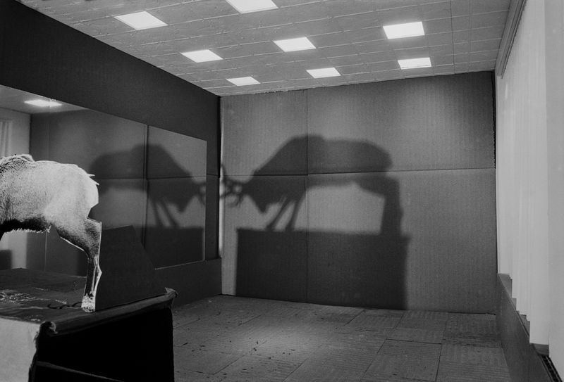 © Robin Crookall - Sciamachy, 2026, Gelatin silver print