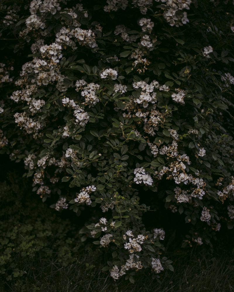© Ashleigh Howard - Image from the August Gets Cold at Night photography project