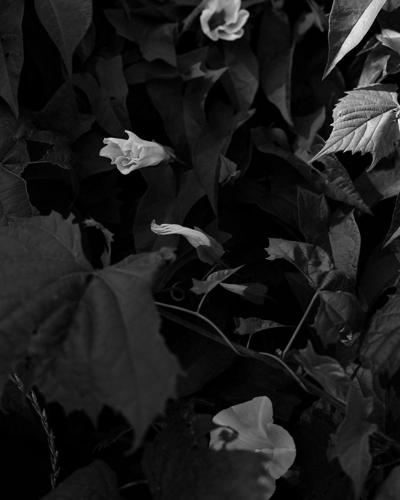 © Ashleigh Howard - Image from the Come Back Home photography project