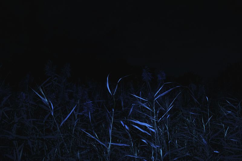 © Michelle Piergoelam - Image from the Songs In A Strange Land photography project
