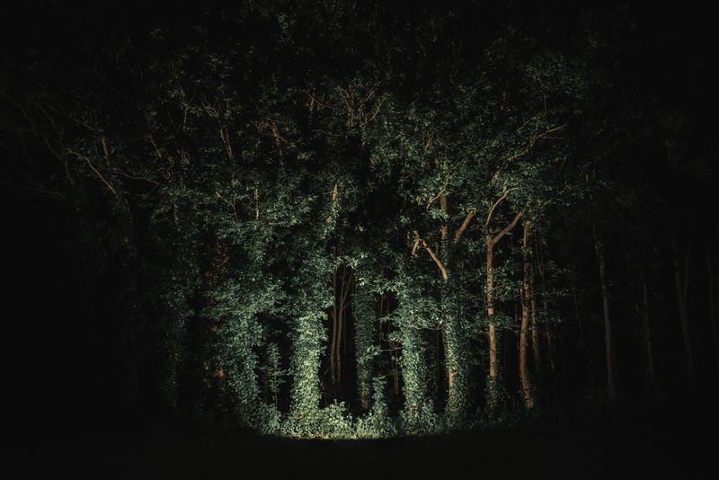 © Michelle Piergoelam - The woods