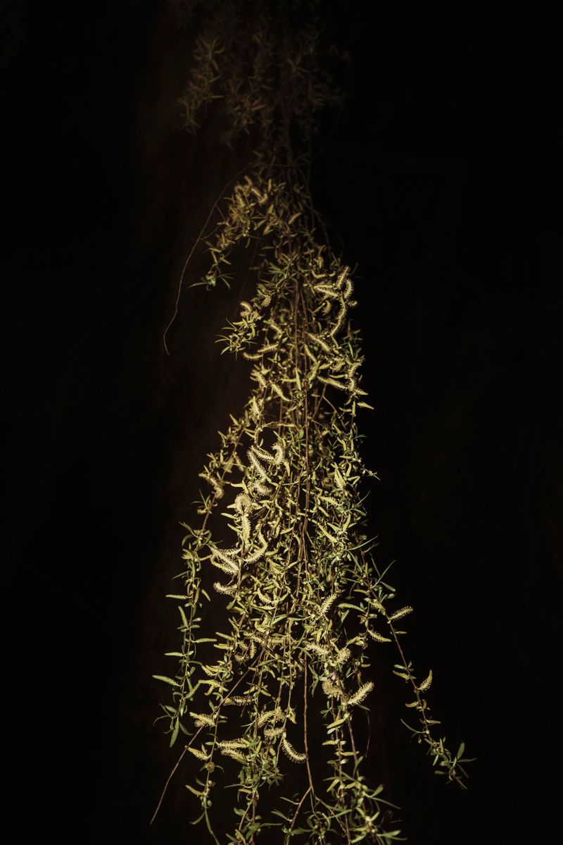 © Michelle Piergoelam - From the sun to the earth