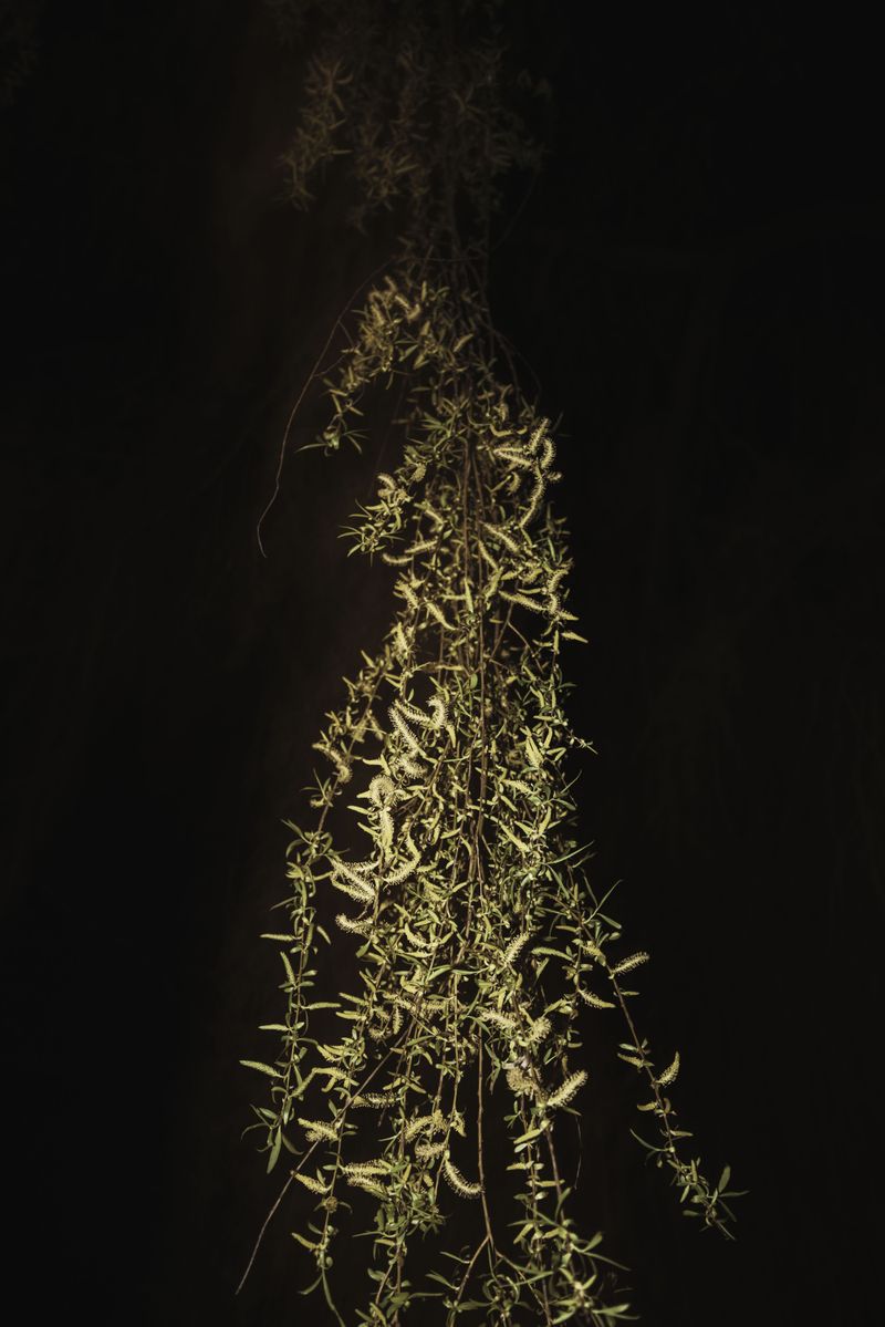 © Michelle Piergoelam - From the sun to the earth