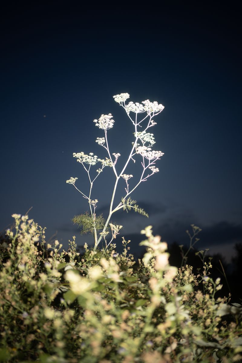 © Olga Kuzmenkova - Image from the Recover photography project