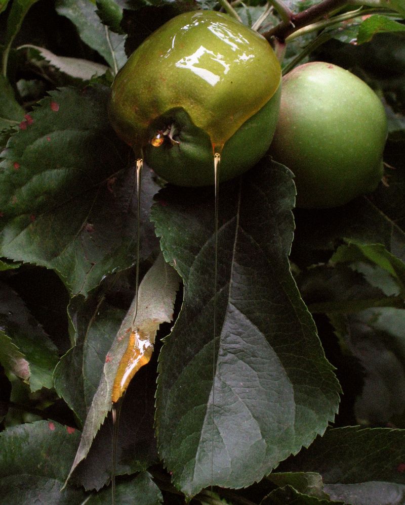 © Sofie Flinth - Apple