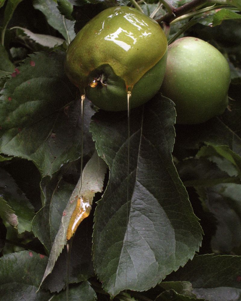 © Sofie Flinth - Apple