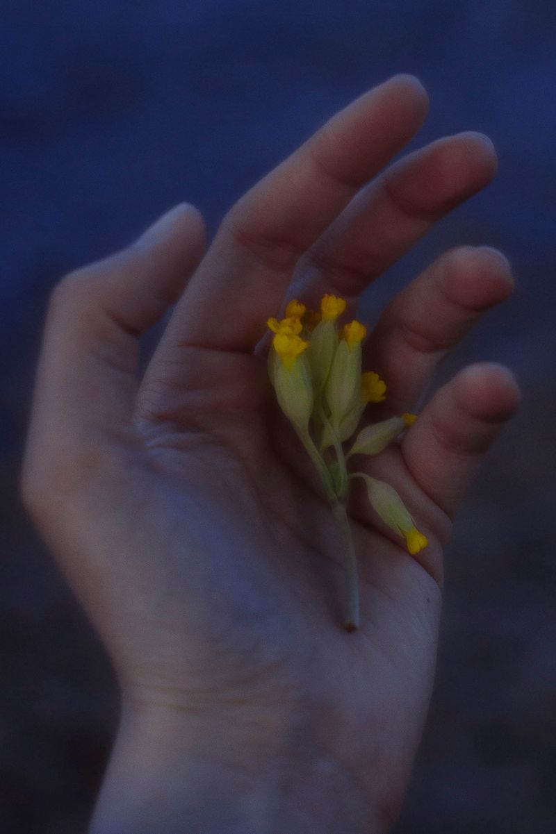 © Sofie Flinth - Her Hand