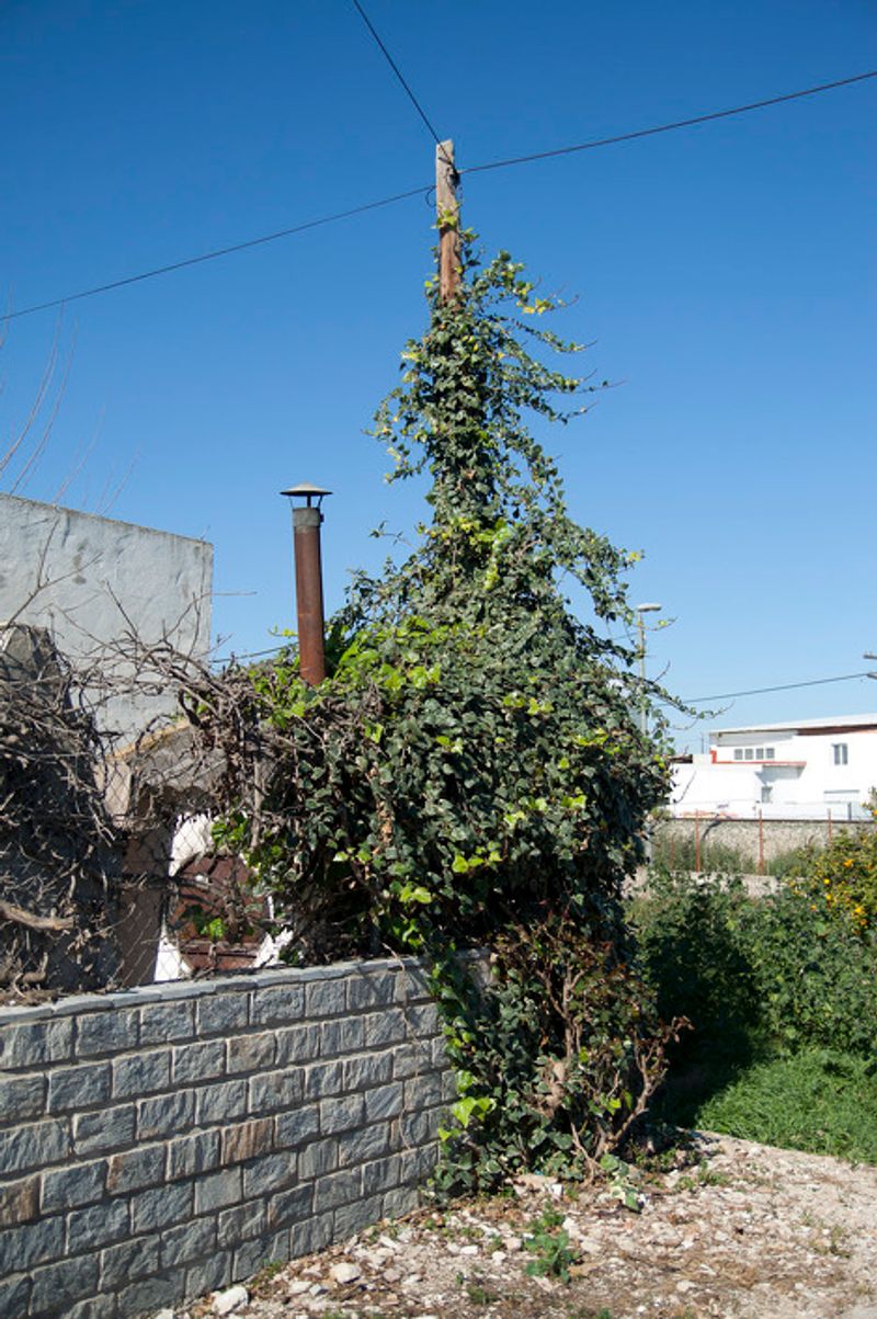 © Julián Garnés García - Image from the Europe´s Vegetable Garden photography project