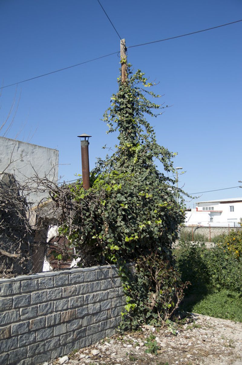 © Julián Garnés García - Image from the Europe´s Vegetable Garden photography project