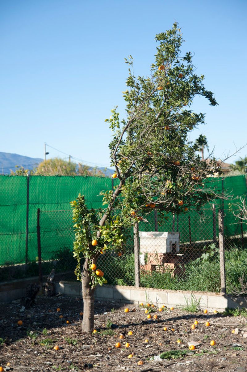 © Julián Garnés García - Image from the Europe´s Vegetable Garden photography project