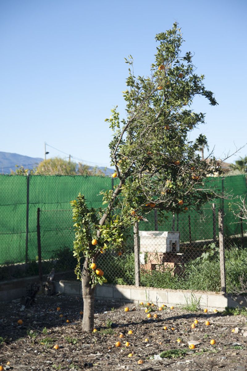 © Julián Garnés García - Image from the Europe´s Vegetable Garden photography project