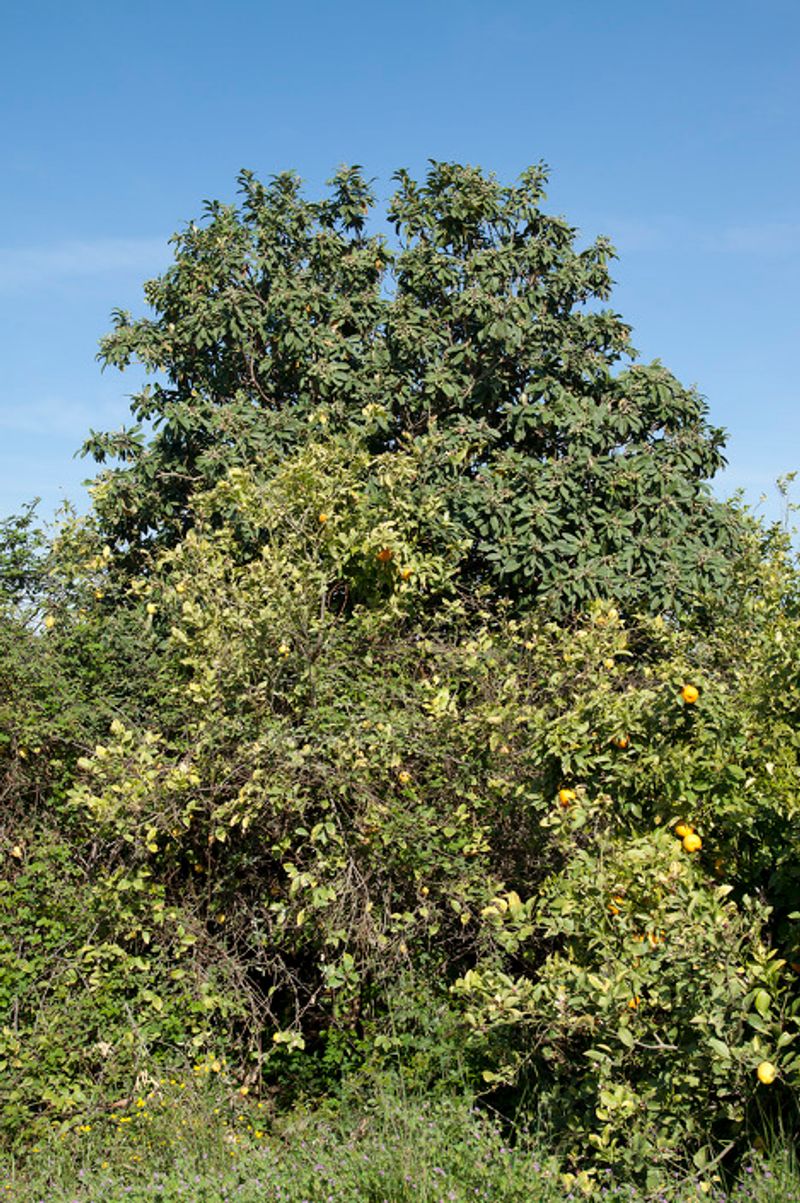 © Julián Garnés García - Image from the Europe´s Vegetable Garden photography project