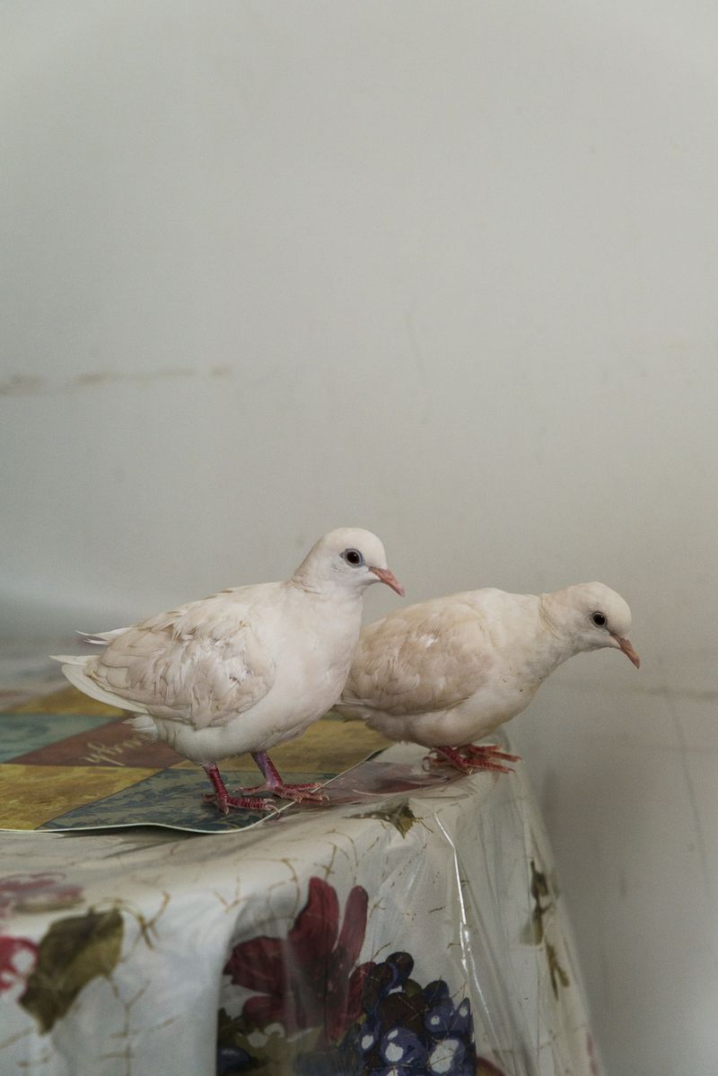 © Jaime Permuth - Lluvia (Rain) and Sol (Sun) are his constant companions.