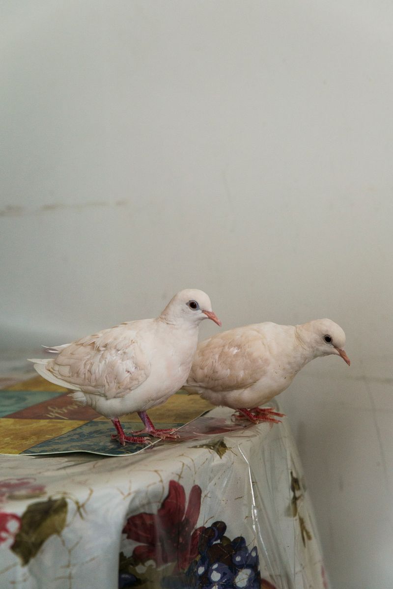 © Jaime Permuth - Lluvia (Rain) and Sol (Sun) are his constant companions.