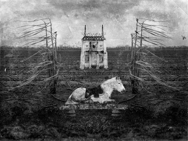 © David Knox - The Cane Field