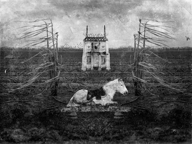 © David Knox - The Cane Field