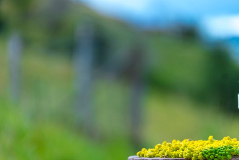 © iLa Coronel - Image from the Diary of a pandemic (sarar community) photography project