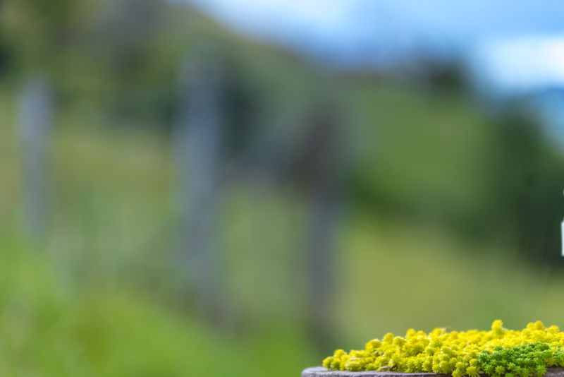 © iLa Coronel - Image from the Diary of a pandemic (sarar community) photography project