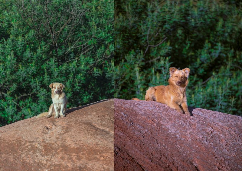 © iLa Coronel - Image from the Diary of a pandemic (sarar community) photography project