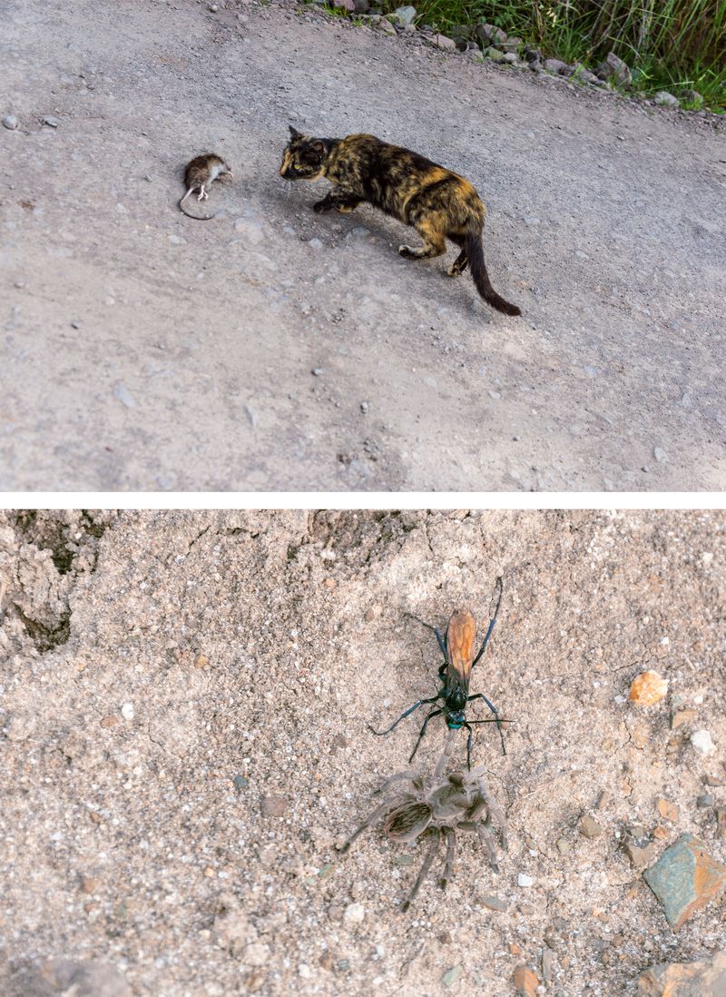 © iLa Coronel - Image from the Diary of a pandemic (sarar community) photography project