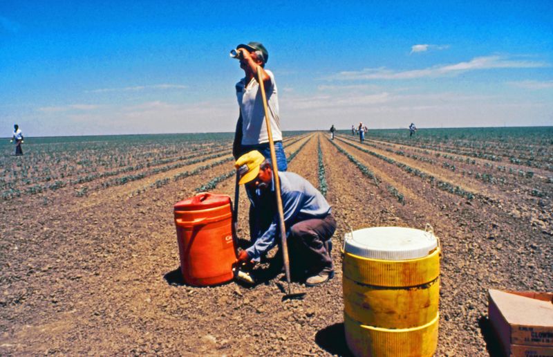 © Richard Street - A water break while weeding cotton fields north of Huron as the temperature tops 100 degrees. 05/9/13
