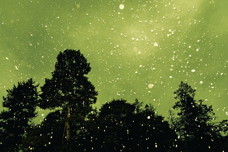 © Ryley Clarke - Silhouetted trees beneath a green night sky with falling snow or rain.
