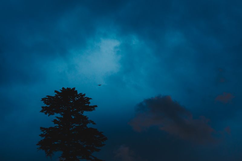© Ryley Clarke - A dark silhouette of a tall tree with a cloudy night sky in the background, and a small airplane flying in the distance.