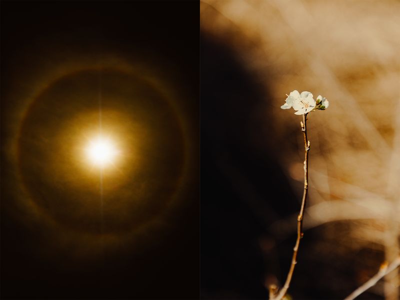 © Ryley Clarke - A halo in the sky and a close-up of a small white flower on a thin brown branch against a blurred brown background.