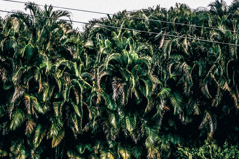 © Tajette O'halloran - Image from the Florida photography project