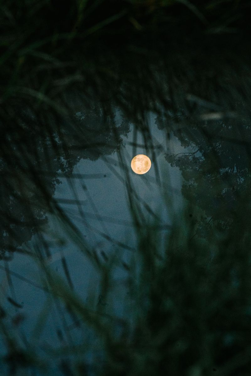 © Tajette O'halloran - The reflection of the full moon in the water