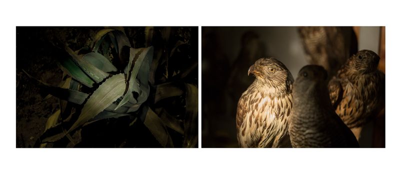 © Alessandra Baldoni - Atlas_13