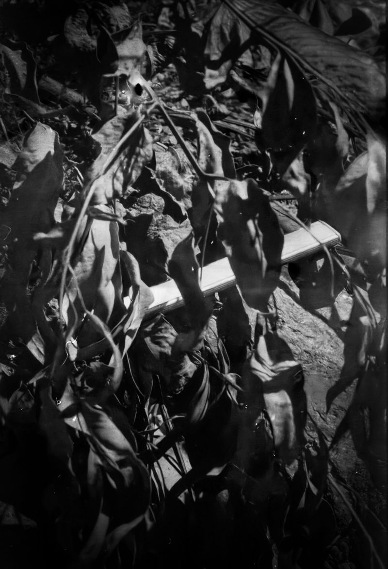 © Corey Dziadzio - Image from the Intertwined photography project