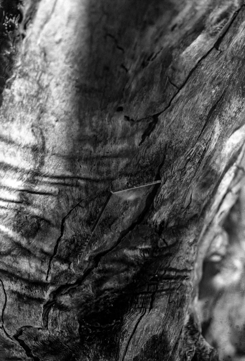 © Corey Dziadzio - Image from the Intertwined photography project