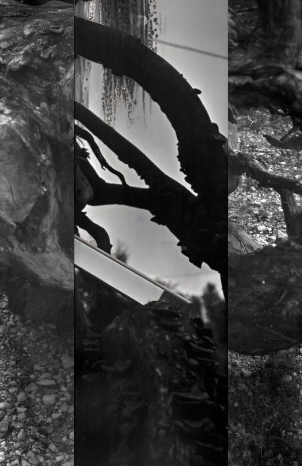 © Corey Dziadzio - Image from the Intertwined photography project