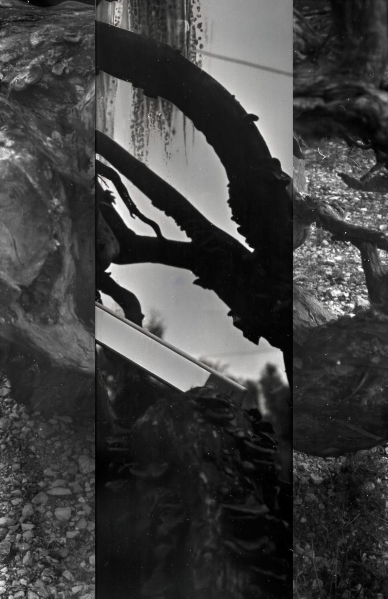 © Corey Dziadzio - Image from the Intertwined photography project