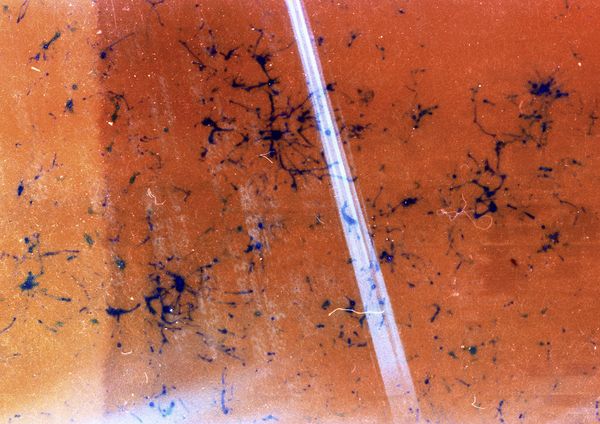 © LUIS CARLOS TOVAR - Image from the JARDIN DE MI PADRE photography project