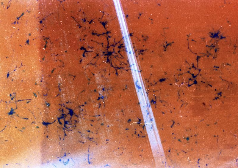 © LUIS CARLOS TOVAR - Image from the JARDIN DE MI PADRE photography project