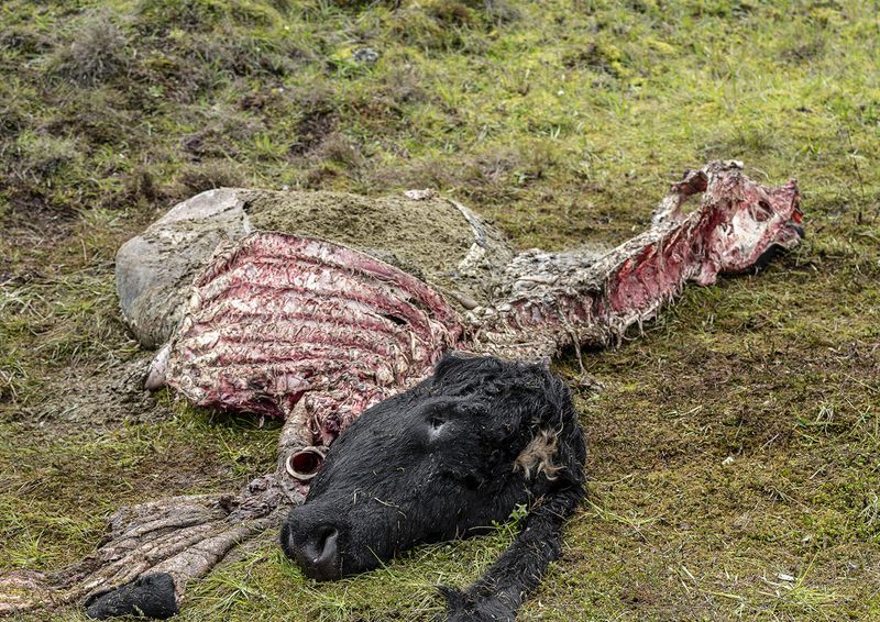 © LUIS CARLOS TOVAR - Image from the JARDIN DE MI PADRE photography project