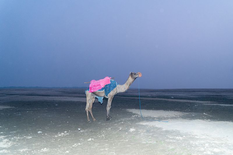 © Kanrapee Chokpaiboon - A camel on the 'Hell' side of The Ganges River.