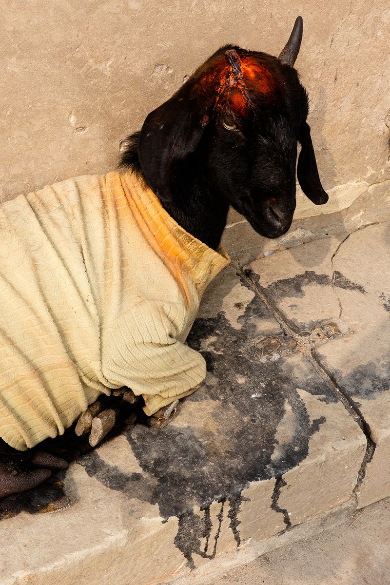© Kanrapee Chokpaiboon - A goat waring t-shirt with colored power on his broken horn.