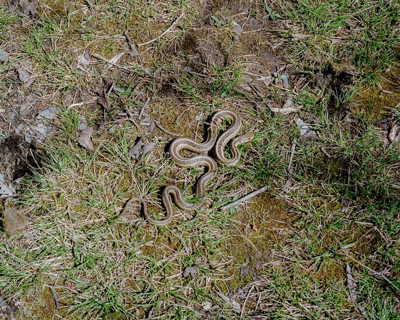 © Lila Barth - Image from the The Forgotten Borough photography project