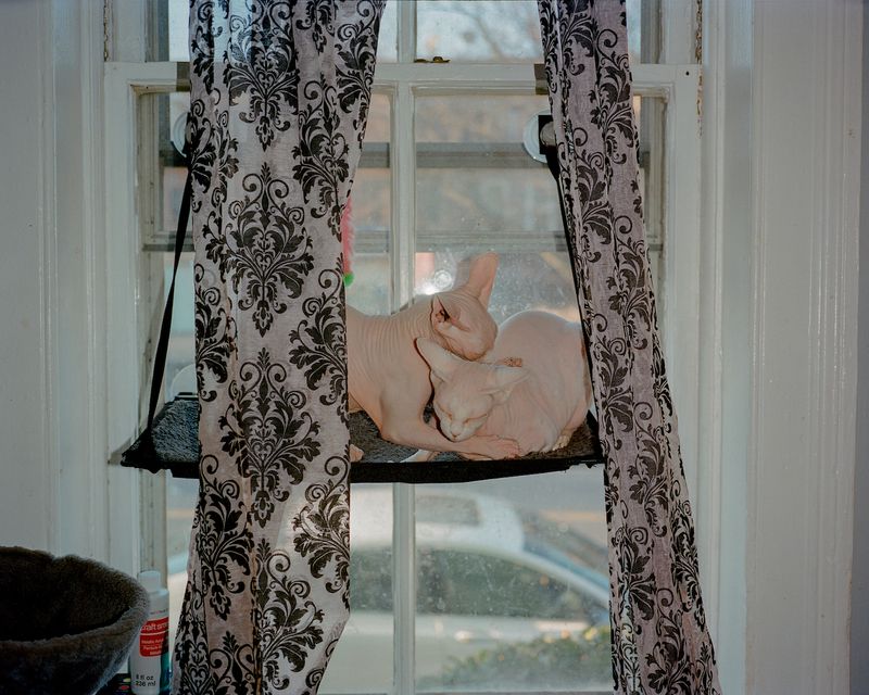 © Lila Barth - Zina's cats