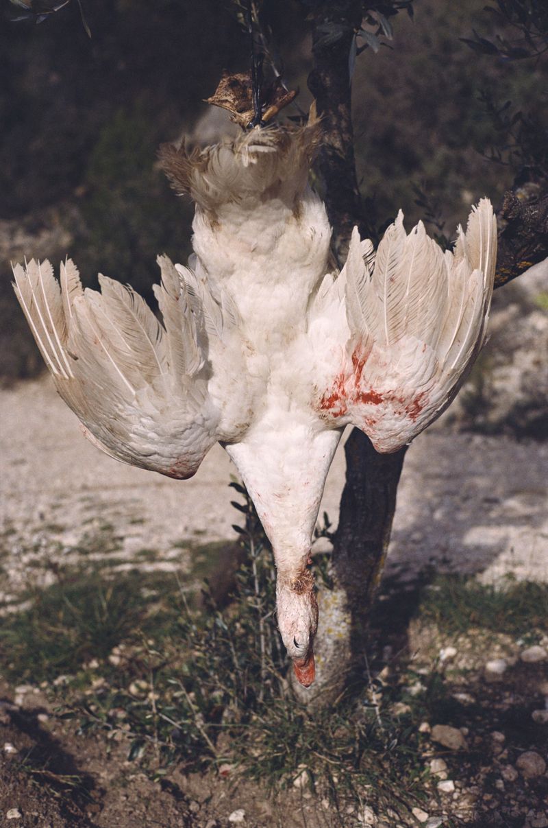 © Daniel Guix - We killed a duck with Mostafa to prepare it with tajine