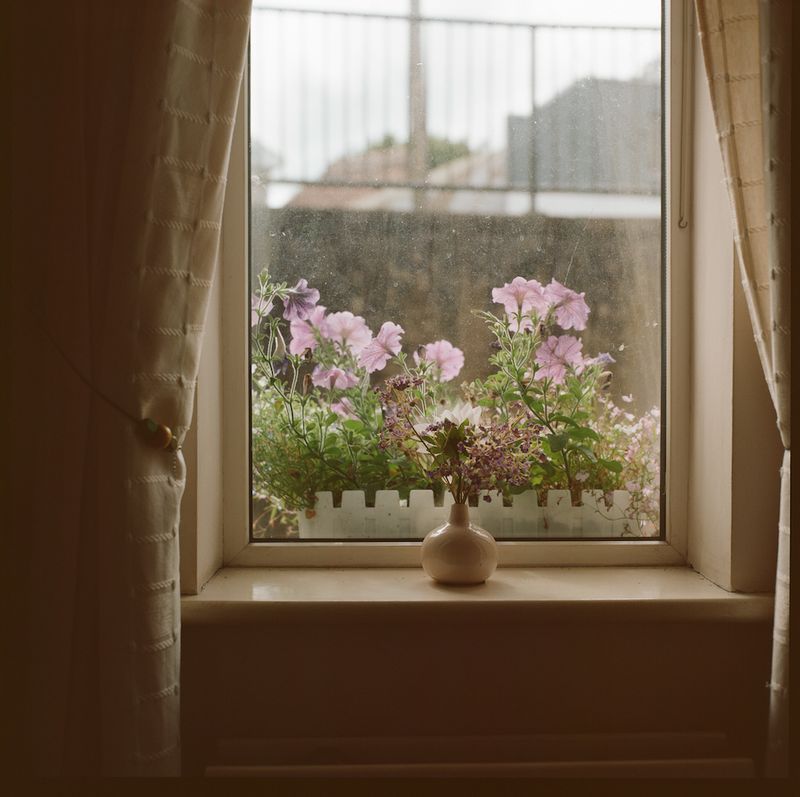 © Emily O'Connell - flowers by the window - My grandmother Muriel's window in County Cavan, Ireland, August 2023.