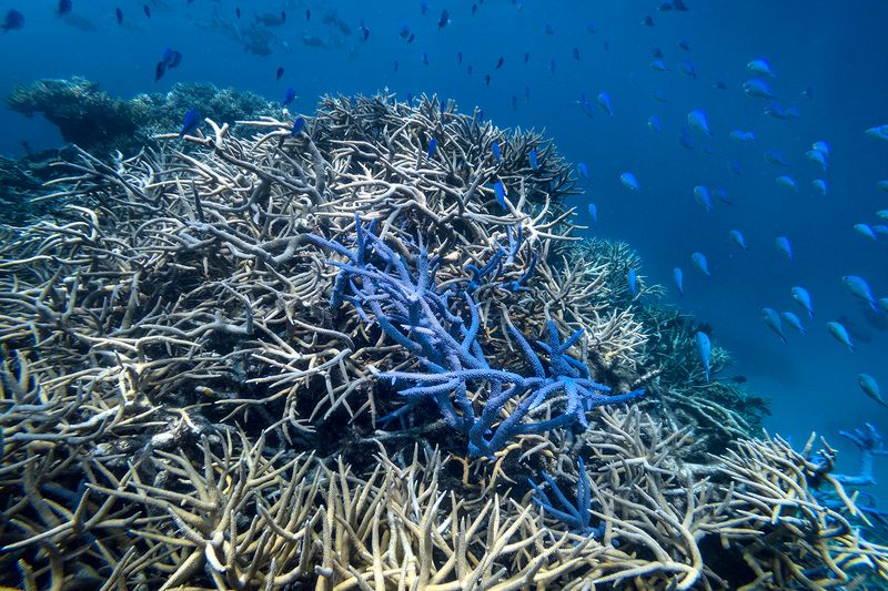 © Giacomo d'Orlando - Image from the Submerged Conscience photography project