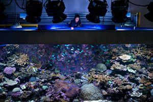 Submerged Conscience