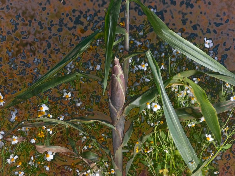 © Florence Goupil - Image from the The Whisper of Maize photography project