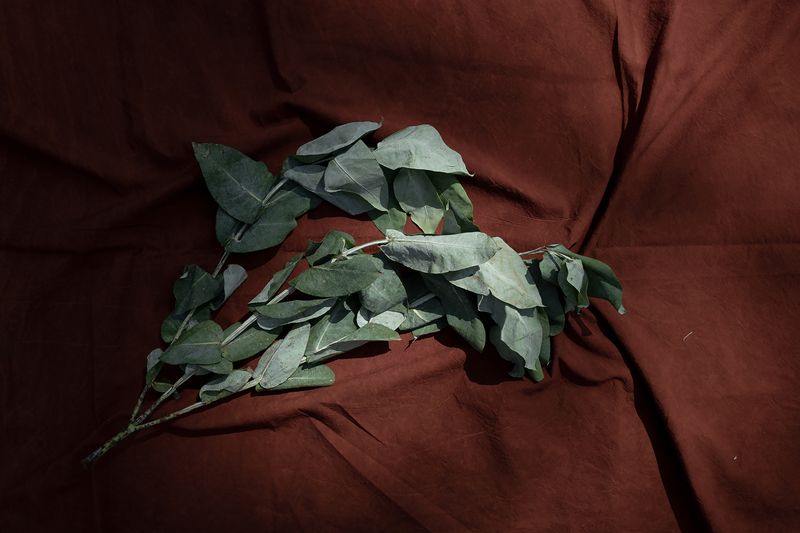 © Florence Goupil - Image from the Shipibo-Konibo: an indigenous community resists with medicinal plants against the COVID-19 virus photography project