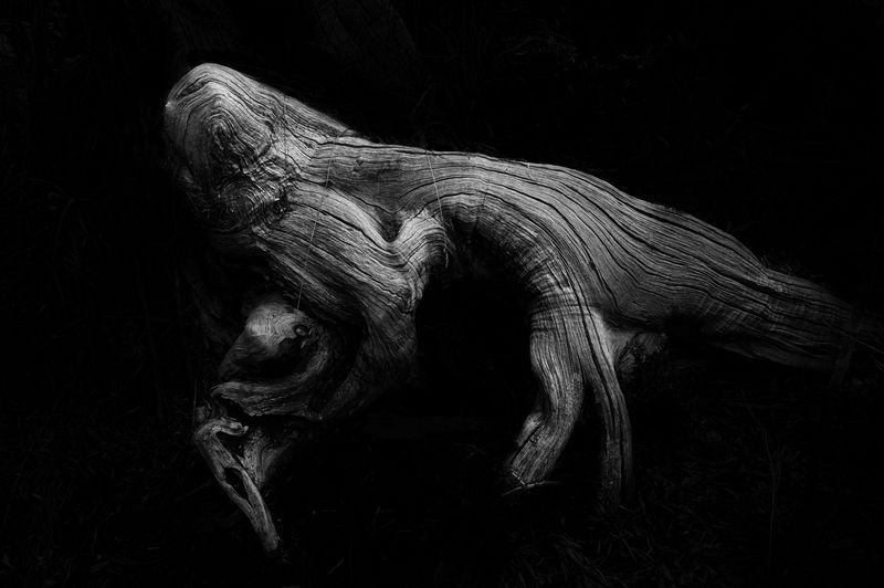 © Florence Goupil - He gave up his body to become one with the water.