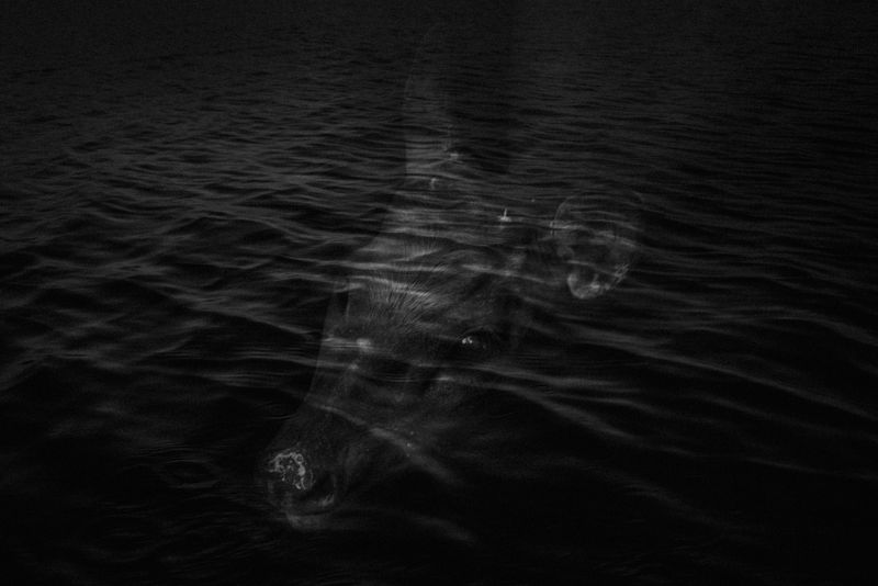 © Florence Goupil - Don Benito would hear waves in his dreams, like an endless call.